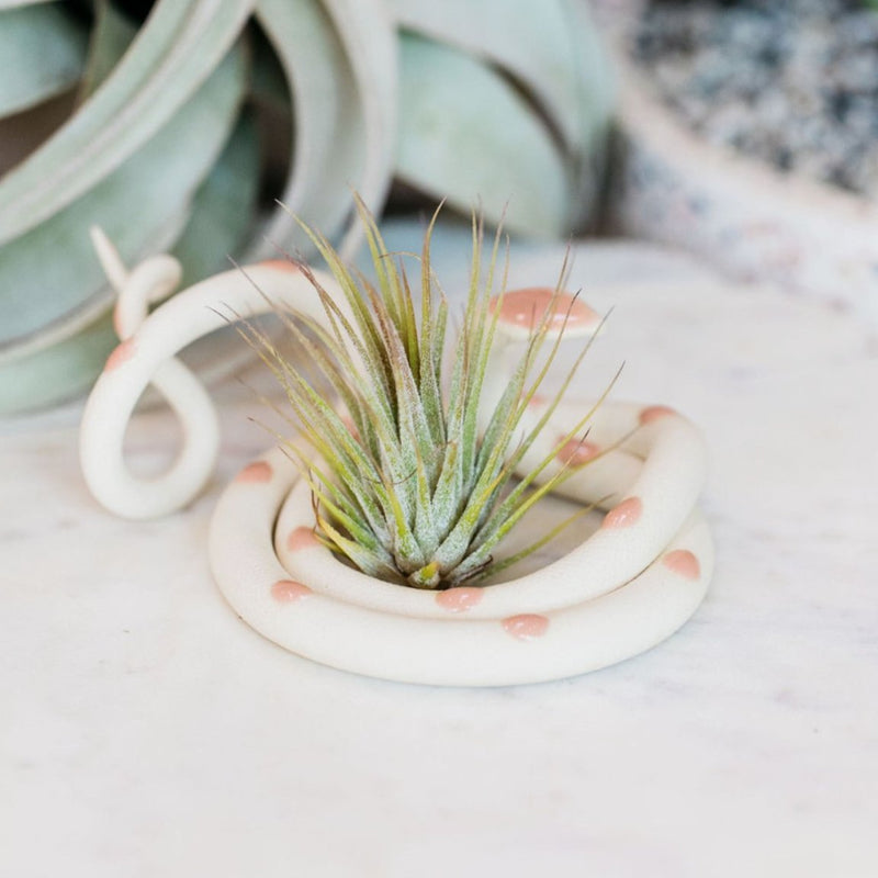 Medium Ceramic Snake w/ Airplant (Choose Your Style) - The Glass Hall - Carter & Rose