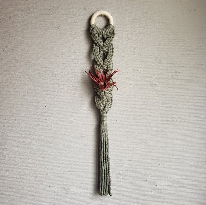 Air Plant Plaited Holder - The Glass Hall - Mother of Pearl Handmade Goods