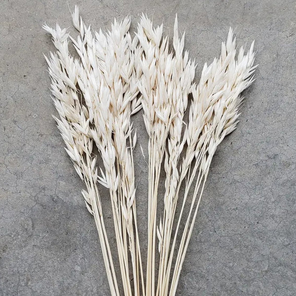 Avena Oats Flower Stem- Choose Your Color! (Available In Store or Local Pickup Only) - The Glass Hall - We Bloom