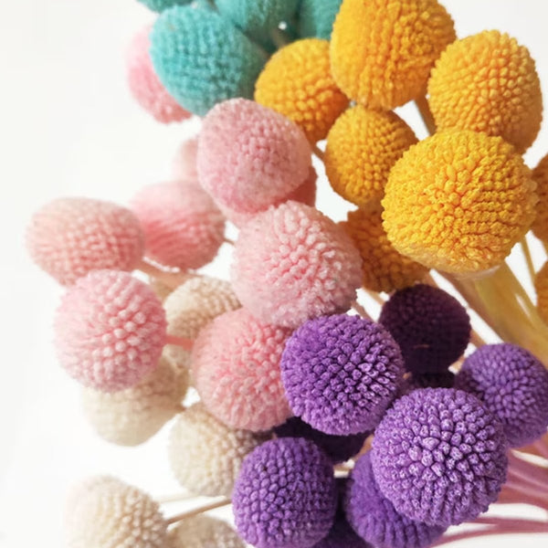 Craspedia Billy Ball Flower Stem- Choose Your Color! (Available In Store or Local Pickup Only) - The Glass Hall - We Bloom