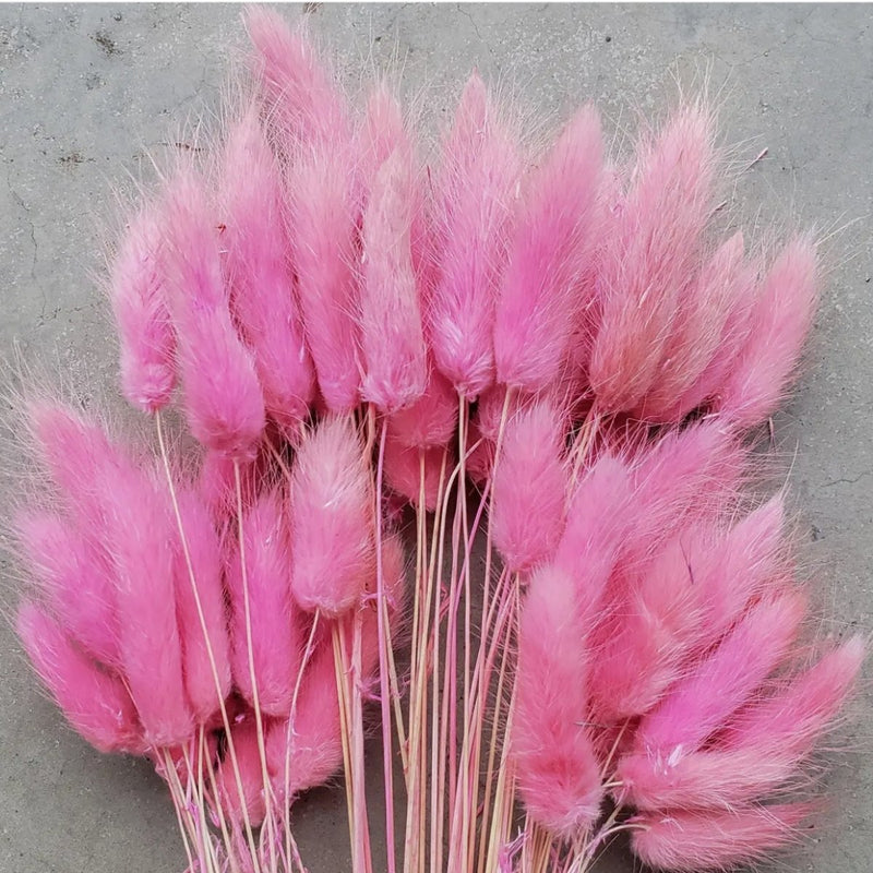 Dried Bunny Tail Stem- Choose Your Color! (Available In Store or Local Pickup Only) - The Glass Hall - We Bloom