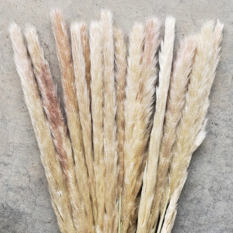 Dried Pompas Grass - Choose Your Color! (Available In Store or Local Pickup Only) - The Glass Hall - We Bloom
