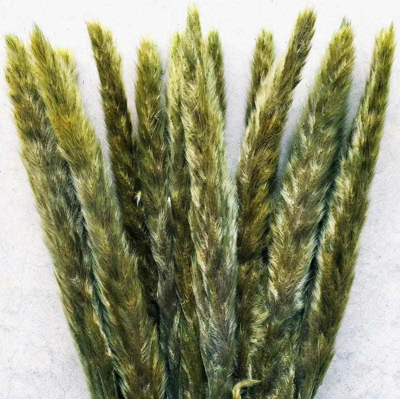 Dried Pompas Grass - Choose Your Color! (Available In Store or Local Pickup Only) - The Glass Hall - We Bloom