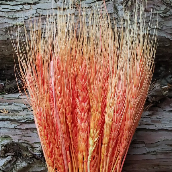 Dried Wheat - Choose Your Color! (Available In Store or Local Pickup Only) - The Glass Hall - We Bloom