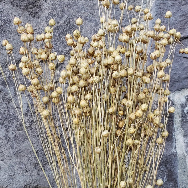 Flax Linum Flowers - Choose Your Color! (Available In Store or Local Pickup Only) - The Glass Hall - We Bloom