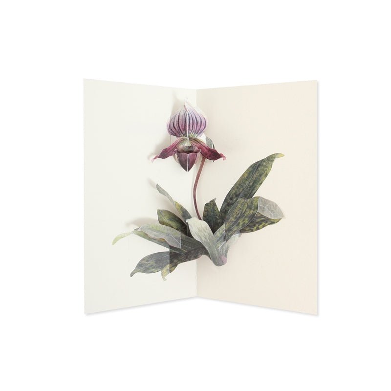 Lady Slipper Pop Up Card - The Glass Hall - UWP Luxe