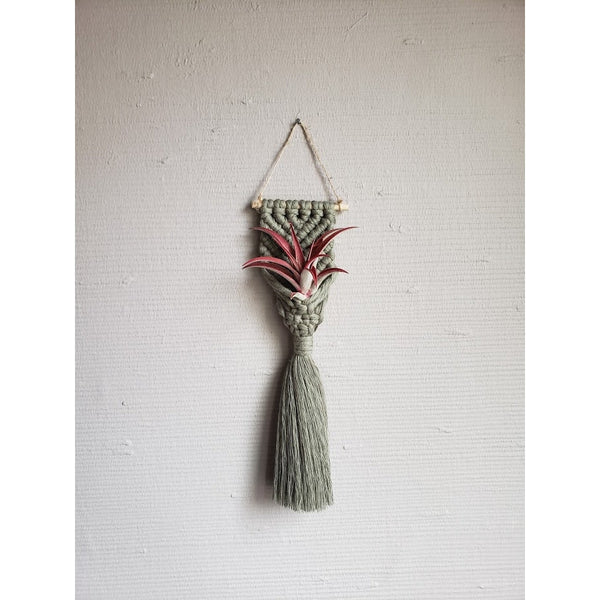 Mermaid Tail Air Plant Holder (Choose Your Shade) - The Glass Hall - Mother of Pearl Handmade Goods