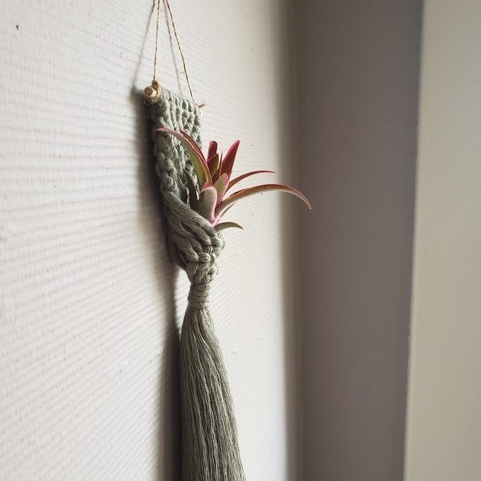 Mermaid Tail Air Plant Holder (Choose Your Shade) - The Glass Hall - Mother of Pearl Handmade Goods