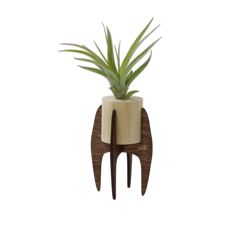 Mini Air Plant Stand (Plant Included) - The Glass Hall - Savvie Studio