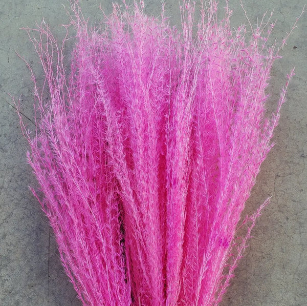 Pampas, Feathery Plume Reed Grass - Choose Your Color! (Available In Store or Local Pickup Only) - The Glass Hall - We Bloom
