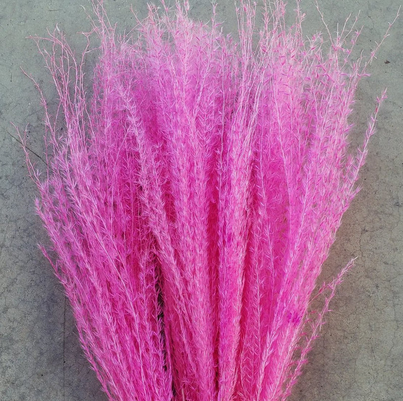 Pampas, Feathery Plume Reed Grass - Choose Your Color! (Available In Store or Local Pickup Only) - The Glass Hall - We Bloom