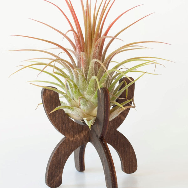 Plant Stand w/ Air Plant Included - The Glass Hall - Savvie Studio