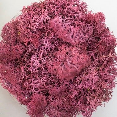 Preserved Reindeer Moss (Choose Color) - The Glass Hall - The Artizan Way