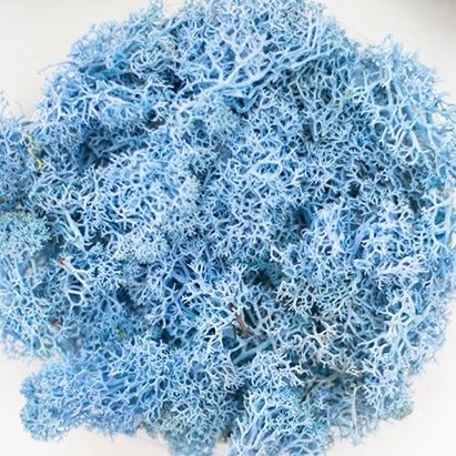Preserved Reindeer Moss (Choose Color) - The Glass Hall - The Artizan Way