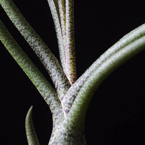 Tillandsia Butzii - Spotted Air Plant | Live Air Plant - The Glass Hall - The Artizan Way