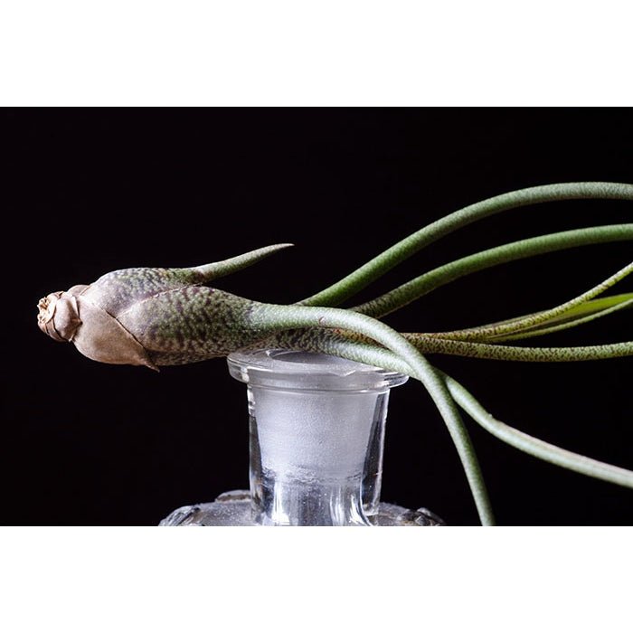 Tillandsia Butzii - Spotted Air Plant | Live Air Plant - The Glass Hall - The Artizan Way